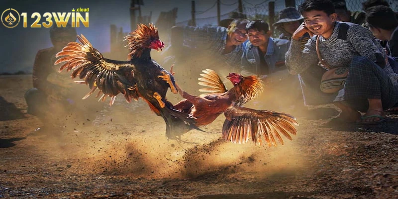 Những điều khách hàng cần biết khi tham gia luật chơi đá gà